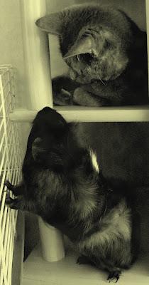 Seitan MAISON au cuit-vapeur