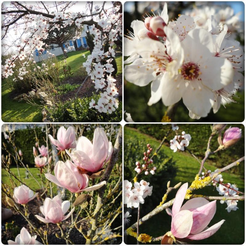 Le printemps au jardin, 15 mars 2012