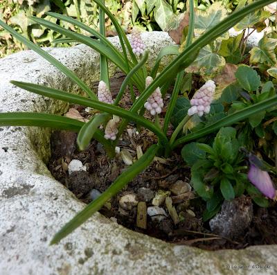 Plusieurs journées successives de beau temps m'auront per...