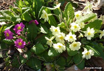 Plusieurs journées successives de beau temps m'auront per...