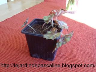 Bouture de begonia tigre