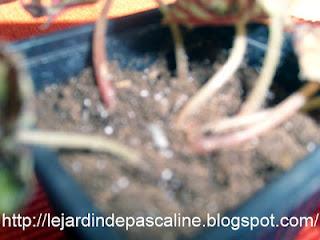 Bouture de begonia tigre