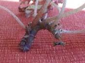 Bouture begonia tigre