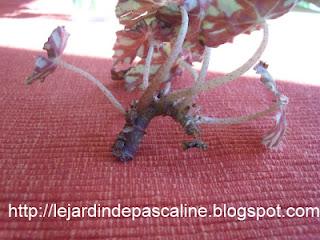 Bouture de begonia tigre