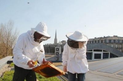 ruche,apiculture,abeilles,environnement,ville,bordeaux,aquitaine