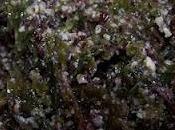 Pesto d'algues Noix Cajou