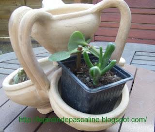 Bouture de Crassula