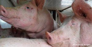 tn_23332_2010_05_28_it_pigs_es_it_a1__north_of_rome_fh__6_