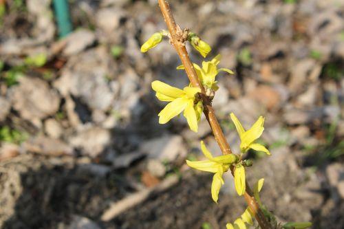 forsythia 4 romi 15 mars 2012 065.jpg