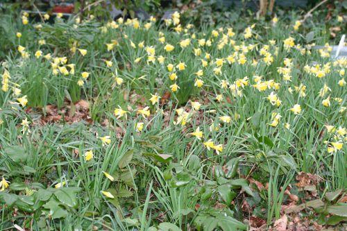 4 jonquilles 20 fev 050.jpg