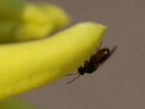 forsythia best 2 romi 15 mars 2012 074.jpg