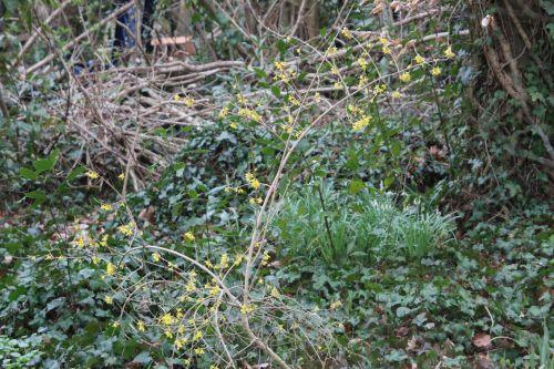 2 veneux 17 mars 2012 013.jpg