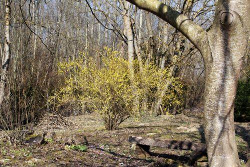 forsythia 1 romi 15 mars 2012 035.jpg