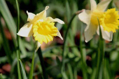 5 veneux 17 mars 2012 004.jpg