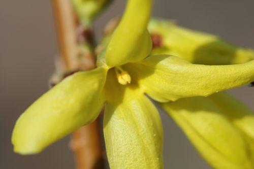 forsythia 7 romi 15 mars 2012 068.jpg