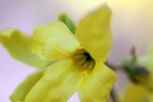 forsythia 6 romi 15 mars 2012 067.jpg