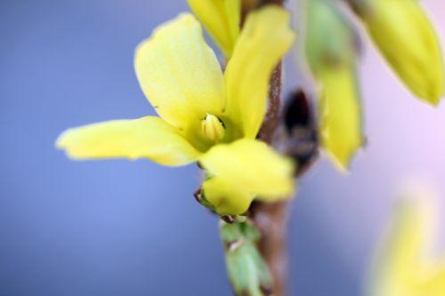 forsythia 5 romi 15 mars 2012 081.jpg