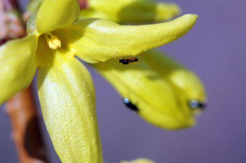 forsythia best 1 romi 15 mars 2012 078.jpg