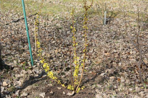 forsythia 3 romi 15 mars 2012 064.jpg