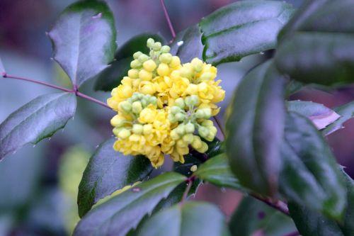 7 veneux 17 mars 2012 015.jpg