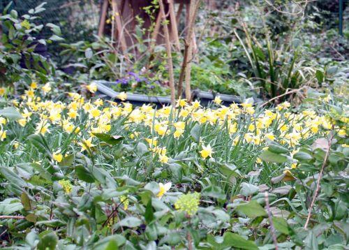 3 jonquilles 2 mars 5.jpg