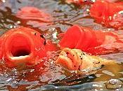 Ballade jardin Botanique