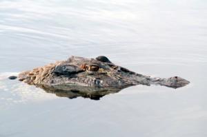 LE MOUCHING AU BRESIL – BARCELOS part.6