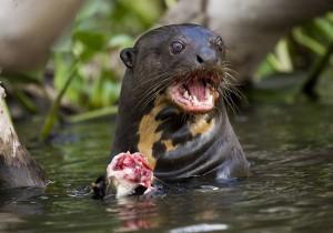 LE MOUCHING AU BRESIL – BARCELOS part.6