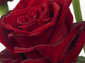 Grande Amore, nouvelle rose rouge