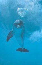Un dauphin sauve deux baleines échouées