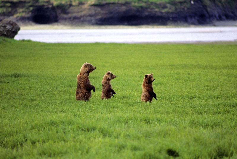 b></div>OURS AU NATUREL./b> Dressés sur leurs pattes de derrière au milieu des hautes herbes, cette maman ourse et ses deux oursons ont tout l’air de chercher quelque chose. Et comme il ne s’agit sûrement pas d’un saumon, vu l’endroit, le photographe pourrait légitimement s’inquiéter. Sauf que ce cliché a été pris dans le Parc national de Katmai, en Alaska, un paradis pour ours bruns, mais aussi le seul endroit au monde où l’homme leur a permis de rester sauvages tout en leur apprenant à ne pas se montrer inutilement agressifs. Un long travail mené par les rangers, tant auprès des ours que des visiteurs, afin que chacune des deux parties puisse profiter du gigantesque territoire sans trop s’approcher de l’autre. Le résultat, fabuleux, est sous nos yeux.