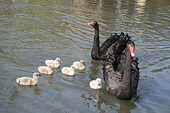 Petits de Black Swan