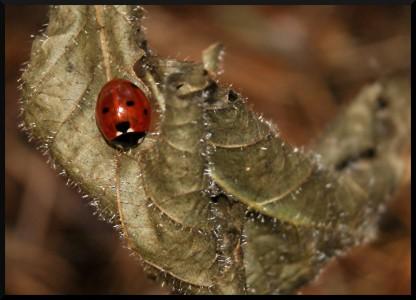 coccinelle
