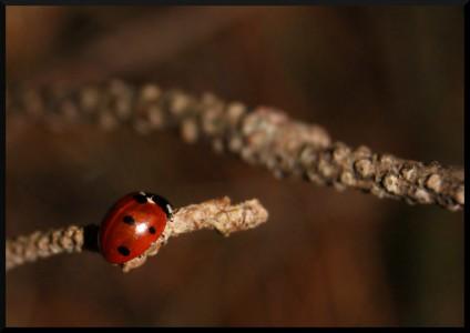 C’est le printemps !!