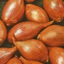 Course à l'échalote