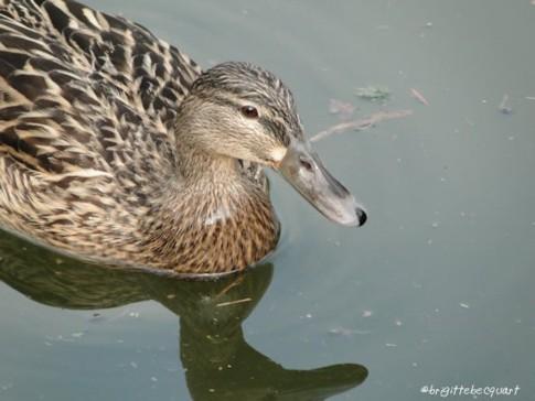 De St André à l'Esplanade, le long de la Deûle.