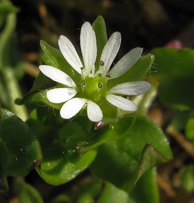 Lierre terrestre, Pissenlit et première Stellaire