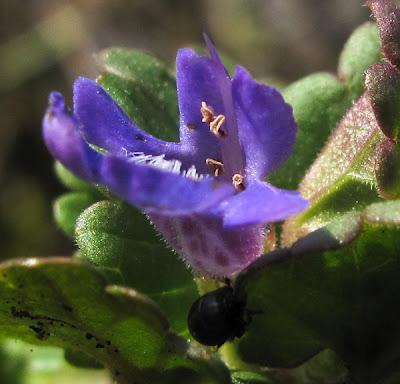 Lierre terrestre, Pissenlit et première Stellaire