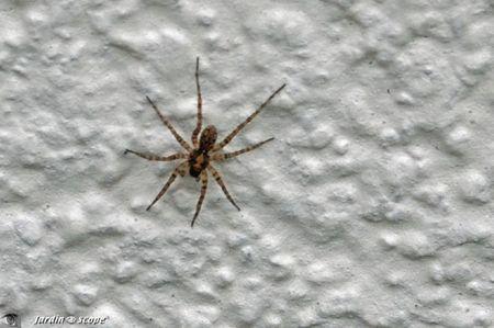 Lycosidae