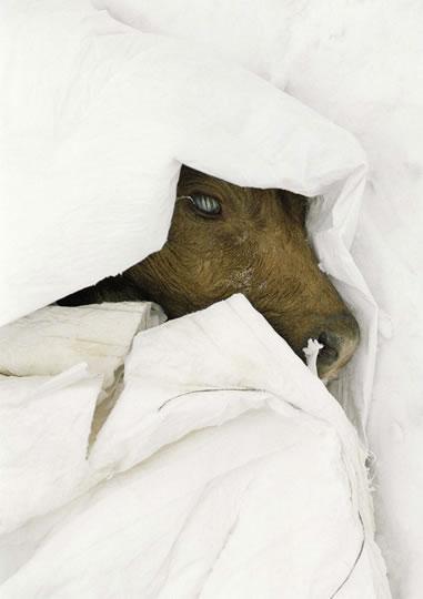 Julie Fischer,…un oeil rond a gelé