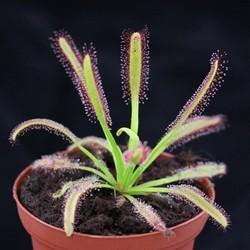 De nouveaux drosera en ligne !