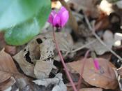 Cyclamen pseudibericum