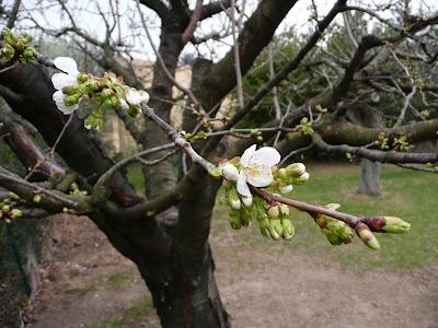 Le printemps arrive...
