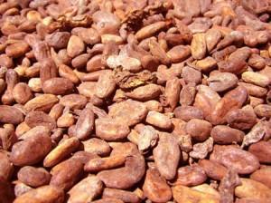 Le cacao devrait voir son cours monter à l’avenir