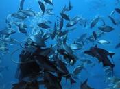 Thaïlande: Danser avec poissons