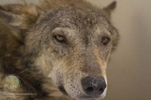Chronique d'un sauvetage : un loup qui a choisi de vivrevetage du loup navarre