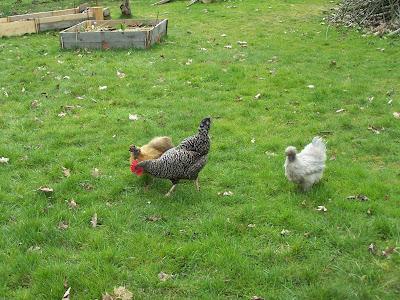 Mes poules