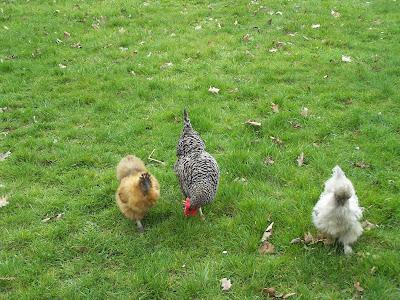 Mes poules