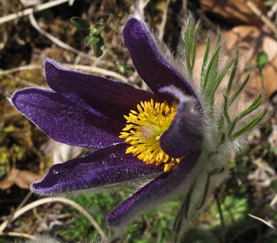 Pulsatille et fourmis