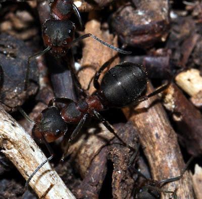 Pulsatille et fourmis